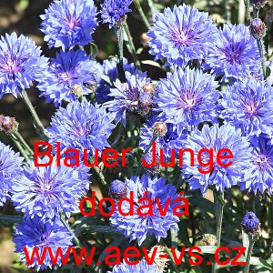 Chrpa modr&aacute;, poln&iacute; Blauer Junge Mischung