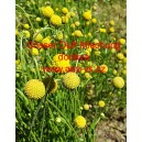 Cephalophora, z&aacute;plev&aacute;k vonn&yacute;, jahodov&aacute; tr&aacute;va S&uuml;sser Duft Mischung