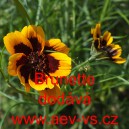 Kosmidie filip&iacute;nsk&aacute;, zelenonit&aacute; Brunette