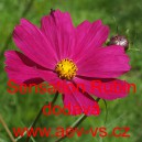 Kr&aacute;senka zpeřen&aacute; Sensation Rubin