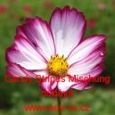 Kr&aacute;senka zpeřen&aacute; Candy Stripes Mischung