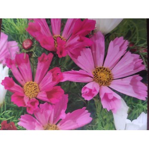 Kr&aacute;senka zpeřen&aacute; Sea Shells