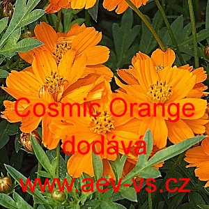 Kr&aacute;senka žlut&aacute;, s&iacute;rožlut&aacute; Cosmic Orange
