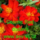 Kr&aacute;senka žlut&aacute;, s&iacute;rožlut&aacute; Cosmic Red