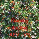 Hlazenec ohniv&yacute;, kufea cigaretov&aacute; Smokey