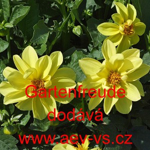 Jiřinka zahradn&iacute; Gartenfreude