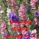 Ostrožka stračka poln&iacute; Mischung