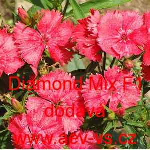 Hvozd&iacute;k č&iacute;nsk&yacute; Diamond Mix 