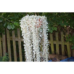 Dichondra stř&iacute;brn&aacute;, stř&iacute;brn&yacute; vodop&aacute;d Silber Falls