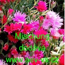 Kosmatec sedmikr&aacute;skovit&yacute; Gelato Mischung