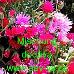 Kosmatec sedmikr&aacute;skovit&yacute; Gelato Mischung