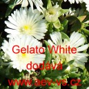 Kosmatec sedmikr&aacute;skovit&yacute; Gelato White