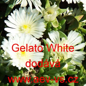 Kosmatec sedmikr&aacute;skovit&yacute; Gelato White