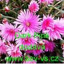 Kosmatec sedmikr&aacute;skovit&yacute; Gelato Dark Pink