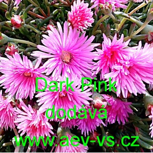 Kosmatec sedmikr&aacute;skovit&yacute; Gelato Dark Pink