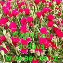 Kosmatec sedmikr&aacute;skovit&yacute; Gelato Bright Red