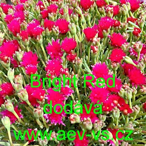 Kosmatec sedmikr&aacute;skovit&yacute; Gelato Bright Red