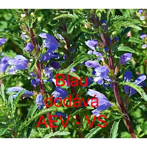 Včeln&iacute;k moldavsk&yacute; Blau