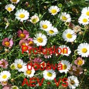 Turan Karvinsk&eacute;ho Profusion