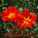 Sluncovka kalifornsk&aacute;, kalifornsk&yacute; m&aacute;k Dalli Mix