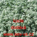 Pry&scaron;ec vrouben&yacute; Icicle