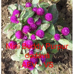 Pestrovka kulovit&aacute;, věkostr&aacute;z Mini Buddy Purpur