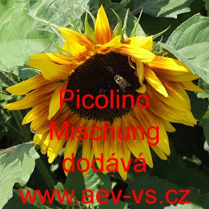 Slunečnice slab&aacute; Picolino Mischung