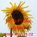 Slunečnice ročn&iacute; Hohe F1 Mix