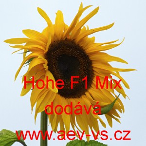 Slunečnice ročn&iacute; Hohe F1 Mix