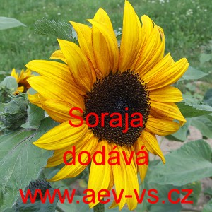 Slunečnice ročn&iacute; Soraja