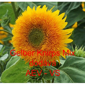 Slunečnice ročn&iacute; Gelber Knirps Mix