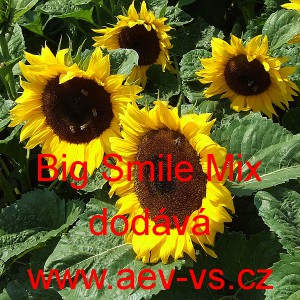 Slunečnice ročn&iacute; Big Smile Mix