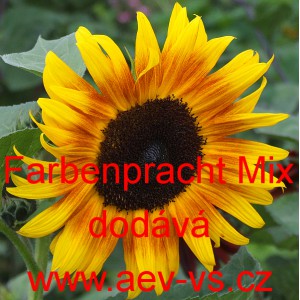 Slunečnice ročn&iacute; Farbenpracht Mix