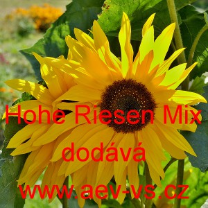 Slunečnice ročn&iacute; Hohe Riesen Mix