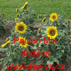 Slunečnice ročn&iacute; Pacino Mix