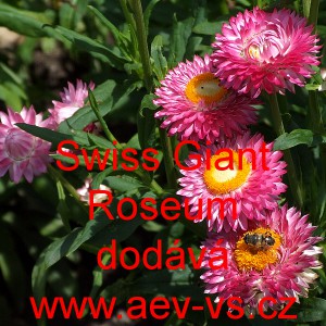 Smil listenat&yacute;, slaměnka Swiss Giant Roseum