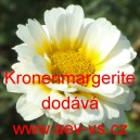 Kopretina věncov&aacute; Kronenmargerite
