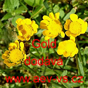 Kopretina mnoholodyžn&aacute;, korunkovn&iacute;k Gold