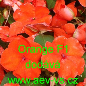 Net&yacute;kavka tureck&aacute;, sult&aacute;nsk&aacute;, ančička, sult&aacute;nka nebo i piln&aacute; l&iacute;zinka Orange F1