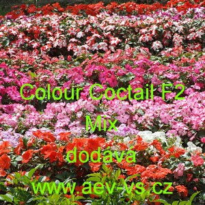 Net&yacute;kavka tureck&aacute;, sult&aacute;nsk&aacute;, ančička, sult&aacute;nka nebo i piln&aacute; l&iacute;zinka Colour Coctail F2 Mix