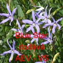 Poskok &uacute;žlabn&iacute; Blue Star