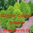 Bytel metlat&yacute;, metlovit&yacute;, cypři&scaron;ek letn&iacute; Summer Cypress