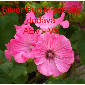 Sl&eacute;zovec tř&iacute;měs&iacute;čn&iacute; Silver Cup Mix