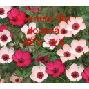 Len velkokvět&yacute; Charmer Mix