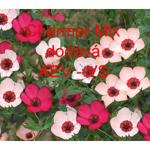 Len velkokvět&yacute; Charmer Special Mix