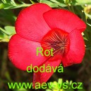 Len velkokvět&yacute; Rot