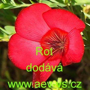Len velkokvět&yacute; Rot