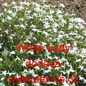 Lobelka drobn&aacute; White Lady