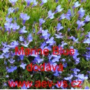 Lobelka drobn&aacute; Marine Blue