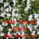 Lobelka drobn&aacute; převisl&aacute; White Cascade